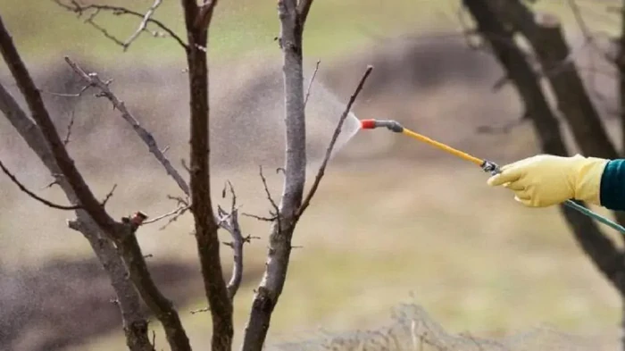 Was sollte im Frühjahr auf alte Obstbäume gesprüht werden, damit sie nicht krank werden und keine Eierstöcke abwerfen?